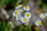 Erigeron annuus. Соцветия. Калининградская обл., Правдинский р-н, г. Правдинск, у дороги. 02.07.2025.