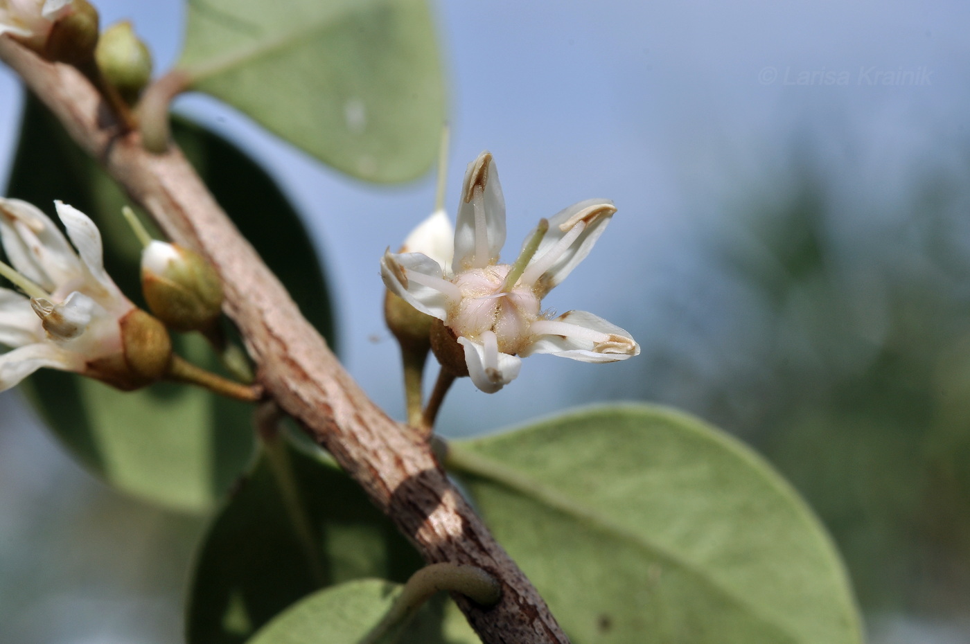 Image of Unknown species specimen.