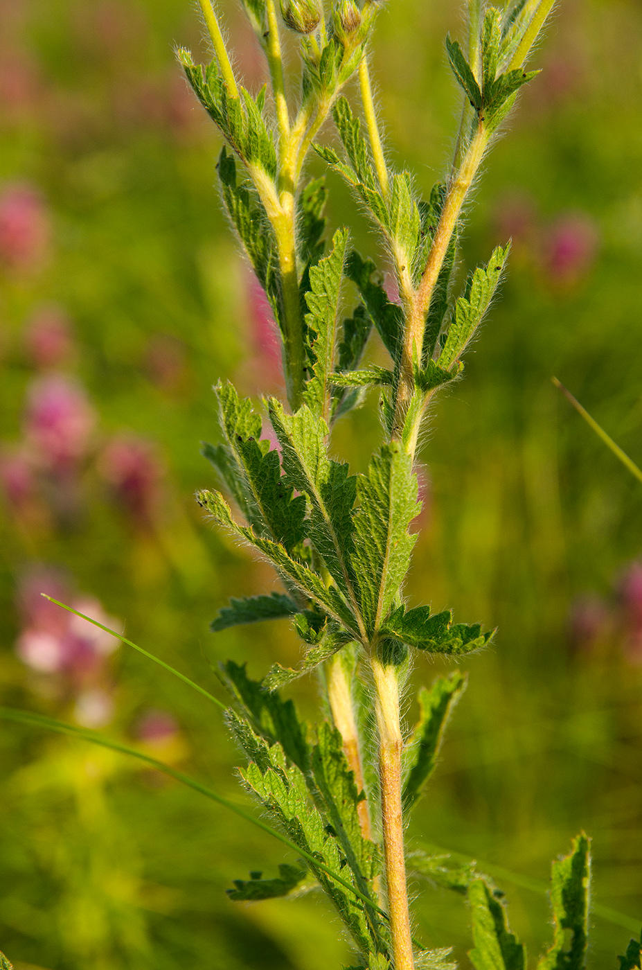 Image of genus Potentilla specimen.