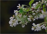 Amelanchier spicata. Верхушка побега с соцветиями с каплями дождя. Московская обл., Раменский р-н, окр. дер. Хрипань, садовый участок. 11.05.2026.
