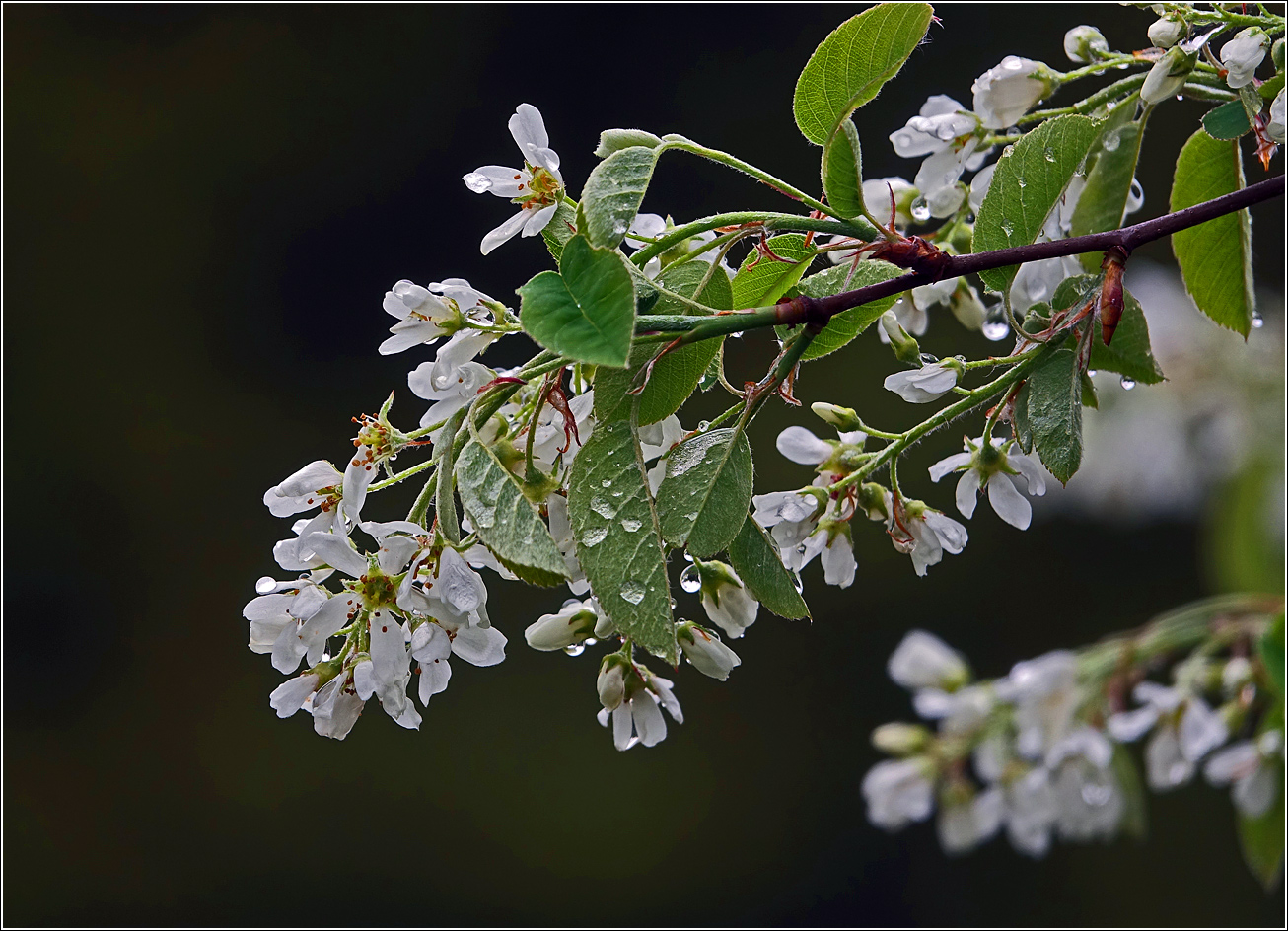 Изображение особи Amelanchier spicata.