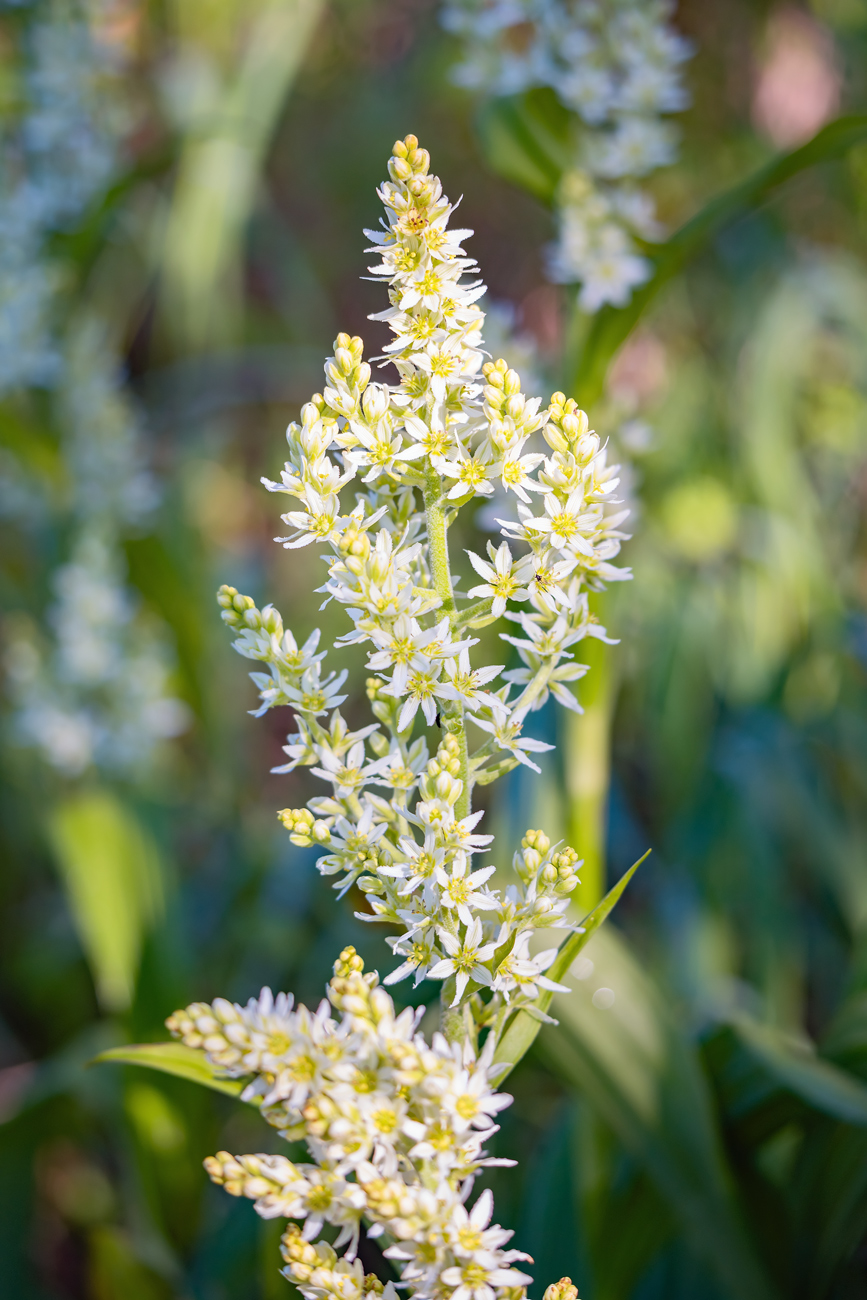 Изображение особи род Veratrum.