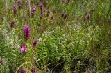 genus Thymus
