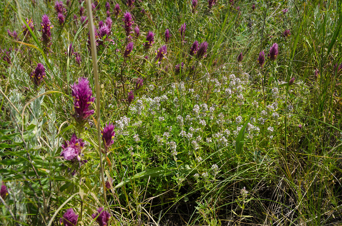 Image of genus Thymus specimen.