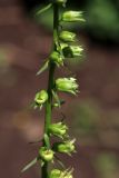 Digitalis laevigata. Часть соцветия с бутонами. Белгородская обл., пос. Ракитное, ул. Сосновая, 2, в культуре. 11 июля 2026 г.