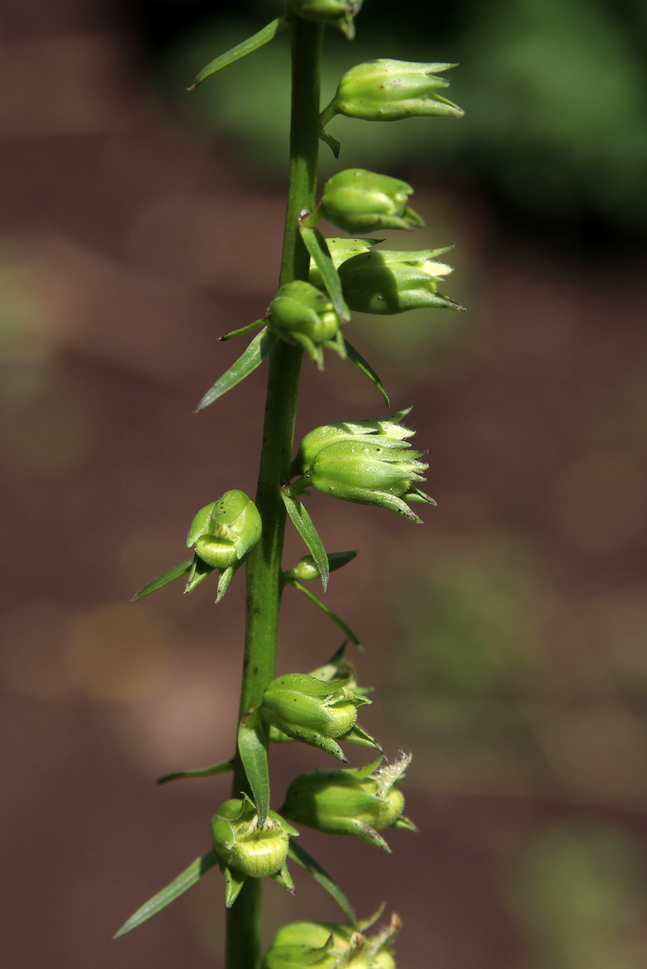 Изображение особи Digitalis laevigata.