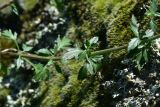 genus Scrophularia. Часть побега. Грузия, край Самцхе-Джавахети, Аспиндзский муниципалитет, окраина с. Тмогви. 10 июня 2026 г.