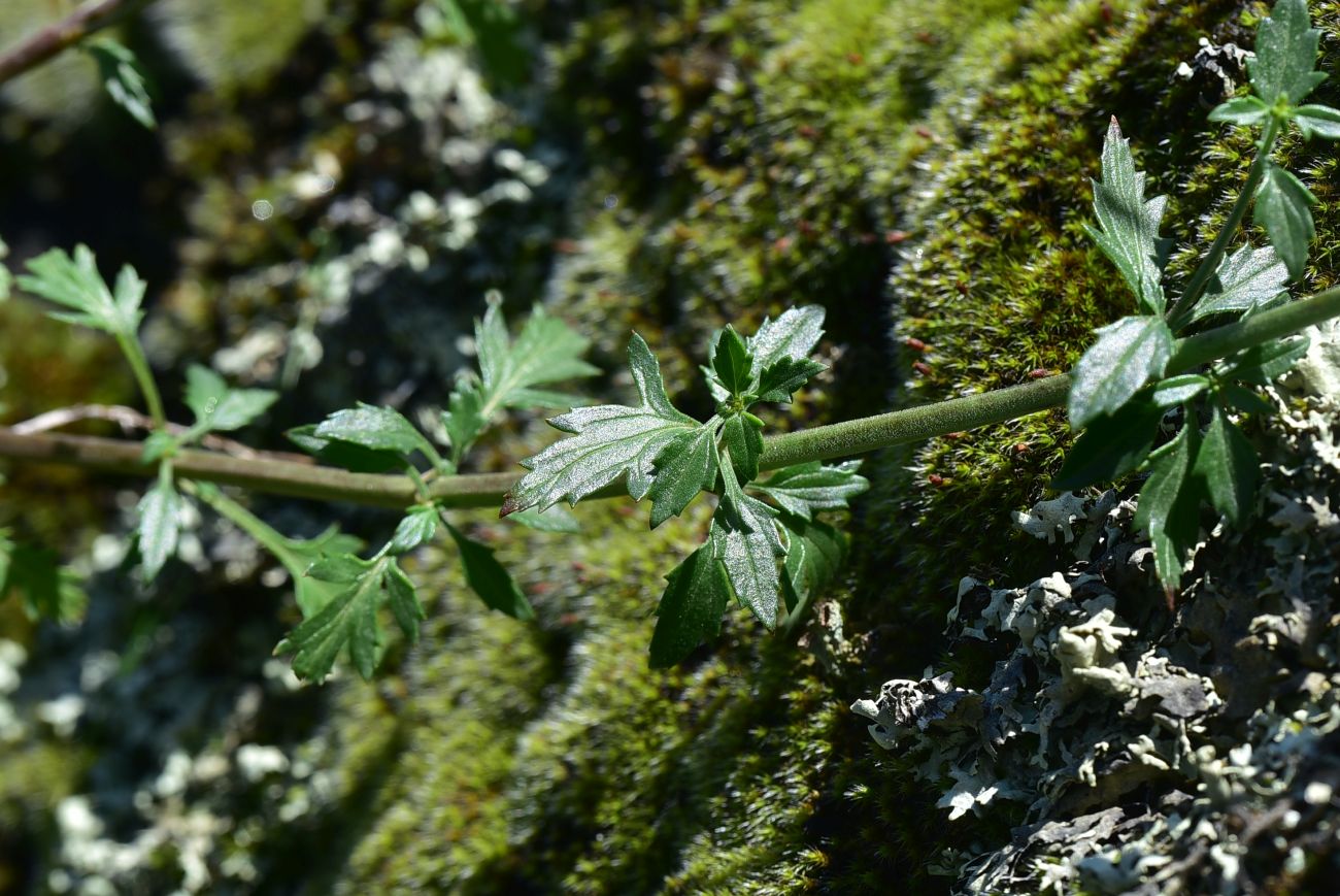 Image of genus Scrophularia specimen.
