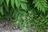 Centaurea iberica. Растение с развивающимися соцветиями. Турция, ил Артвин, р-н Шавшат, у крепости Шавшат, обочина асфальтовой дороги в 30 м от реки. 11 июня 2026 г.