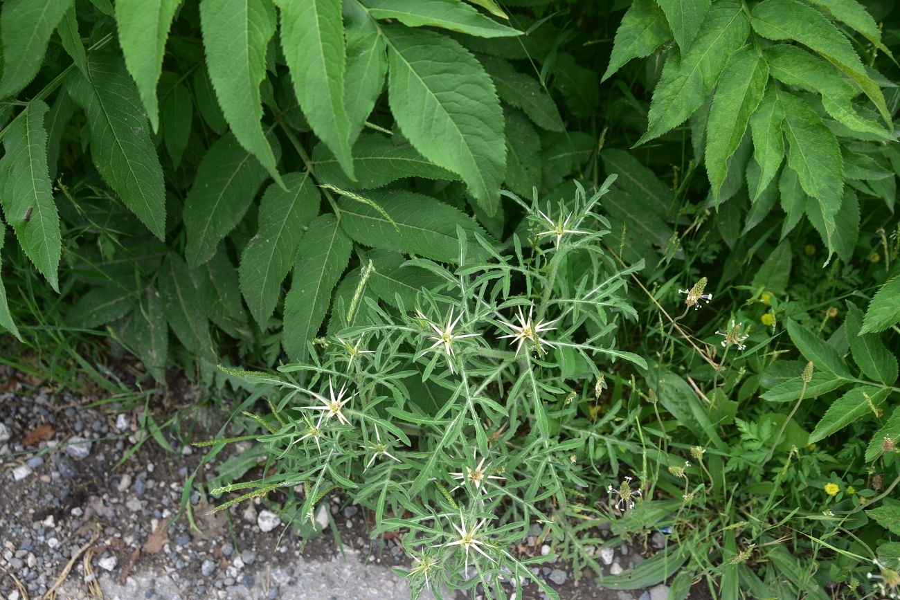 Изображение особи Centaurea iberica.