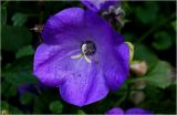 Campanula carpatica. Цветок. Московская обл., Раменский р-н, окр. дер. Хрипань, садовый участок. 28.06.2026.