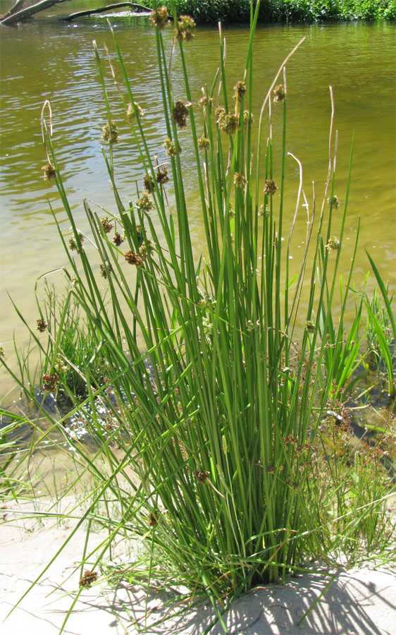 Изображение особи Juncus effusus.