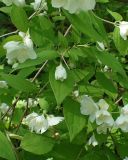 Philadelphus tenuifolius. Ветви с цветущими побегами. Хабаровский край, окр. г. Комсомольск-на-Амуре, смешанный лес с преобладанием Betula. 21.06.2026.
