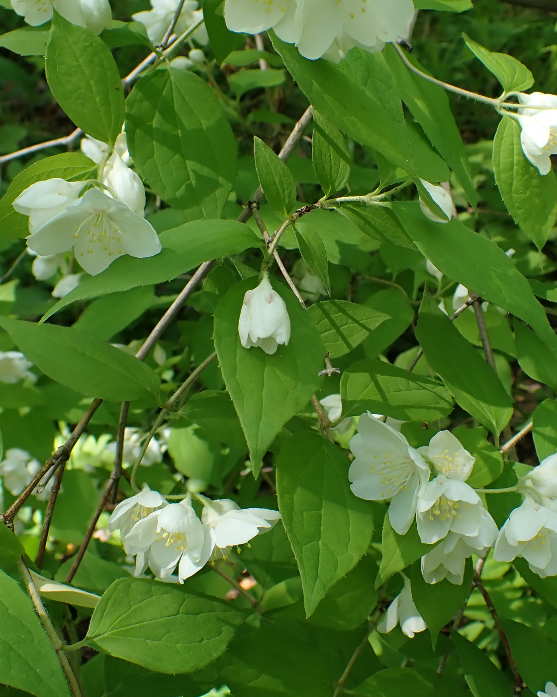 Image of Philadelphus tenuifolius specimen.