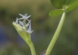 Heteranthera reniformis. Часть побега с соцветием. Испания, Каталония, пров. Жирона, комарка Баш Эмпорда, муниципалитет Пальс, заливное поле, в посевах Oryza sativa. 20.09.2026.