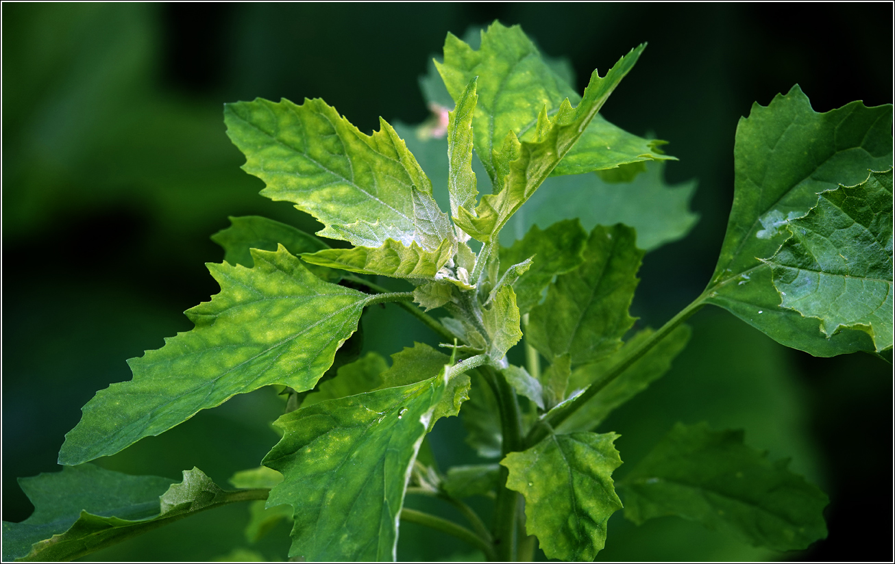 Изображение особи Chenopodium album.