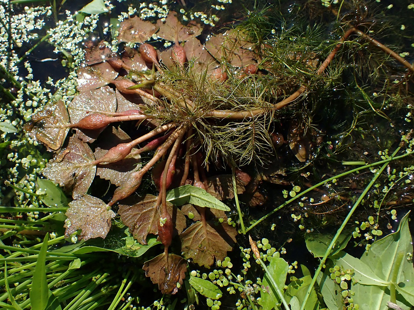 Image of Trapa manshurica specimen.