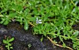 Bacopa caroliniana