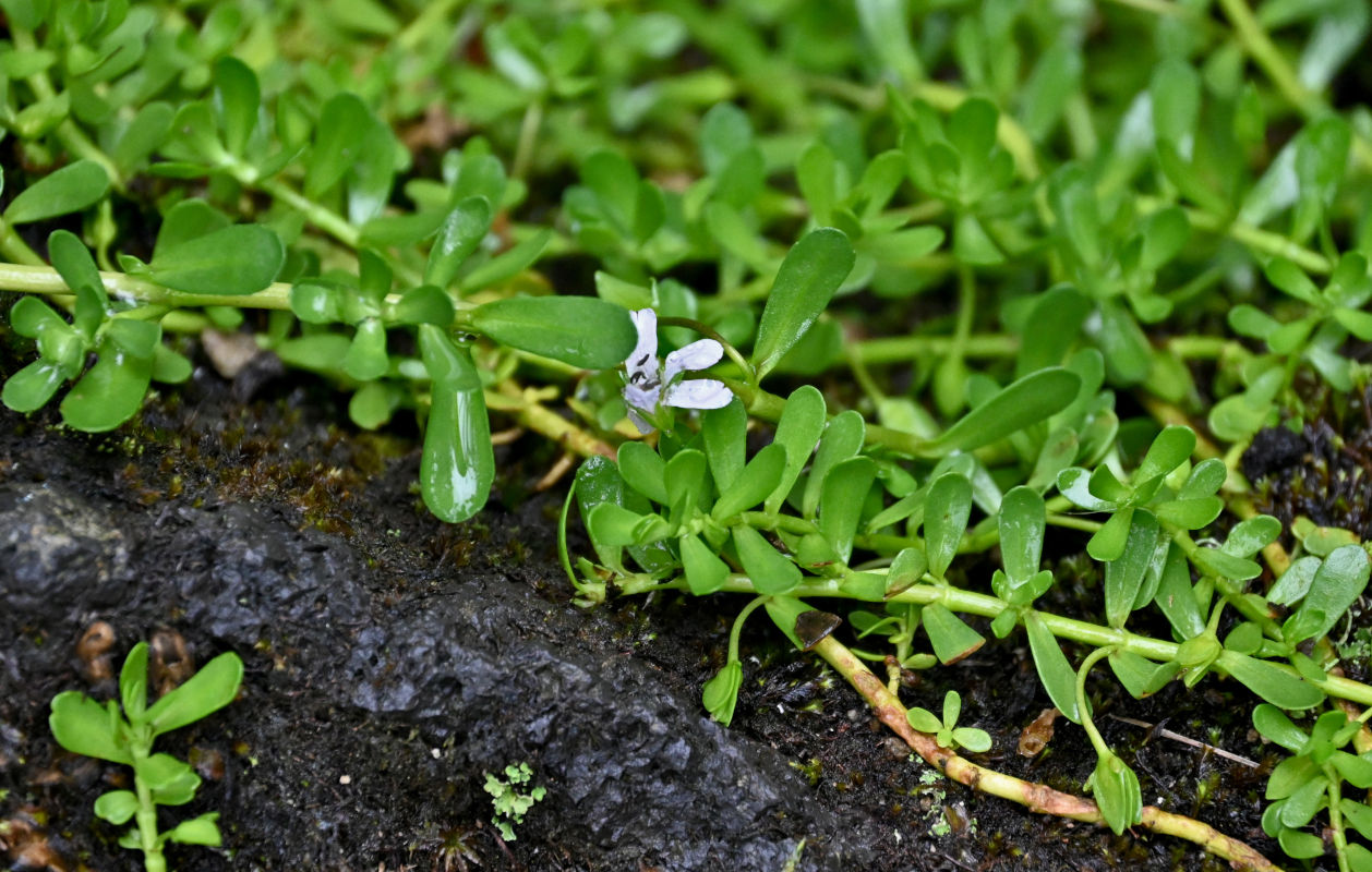 Изображение особи Bacopa caroliniana.