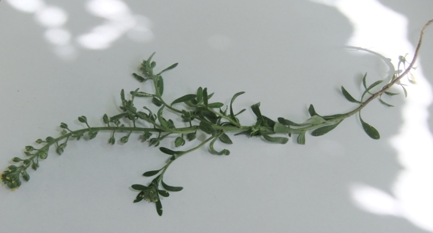 Image of Alyssum alyssoides specimen.