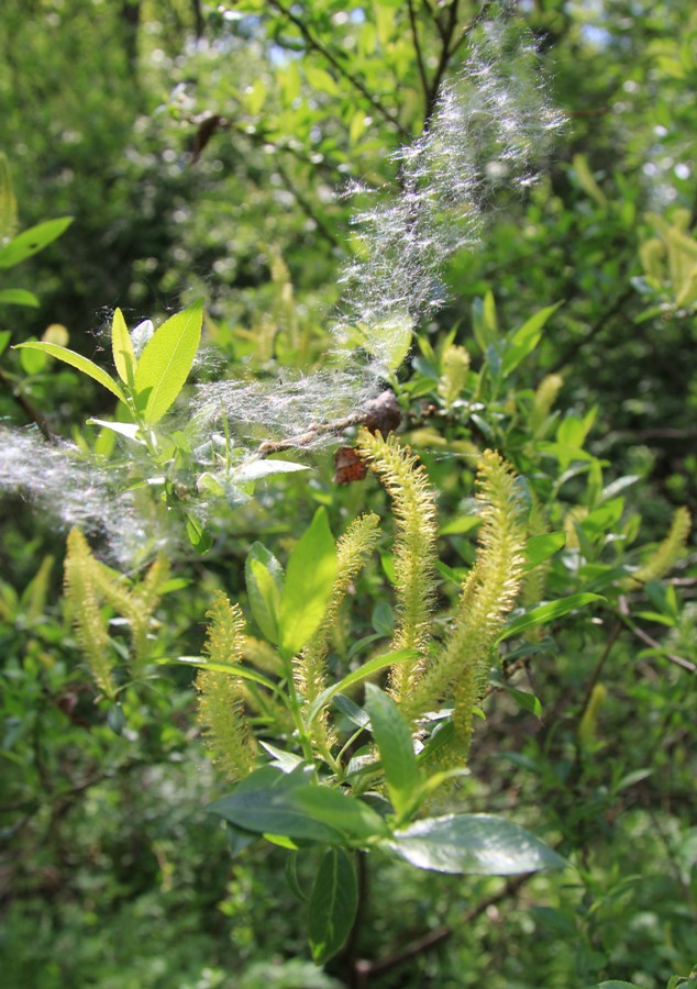 Image of Salix triandra specimen.