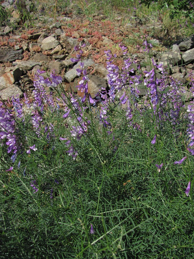 Image of Vicia elegans specimen.