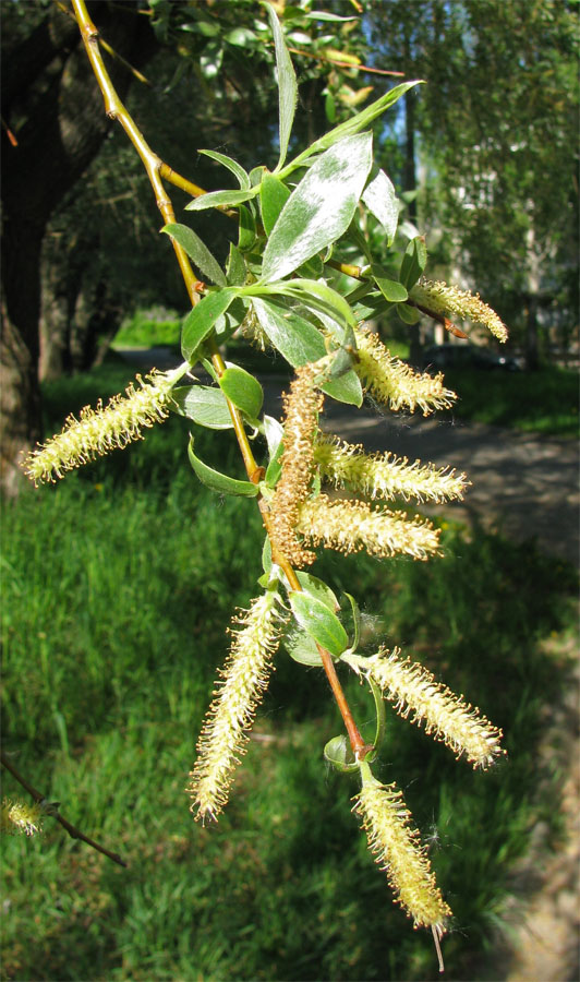 Image of Salix alba specimen.