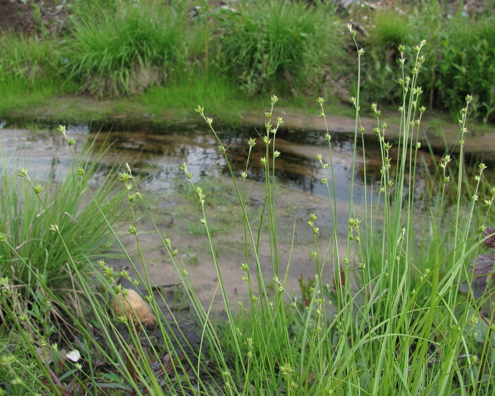 Image of Carex loliacea specimen.