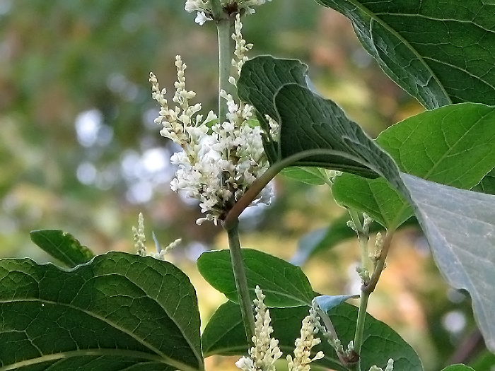 Image of Reynoutria japonica specimen.