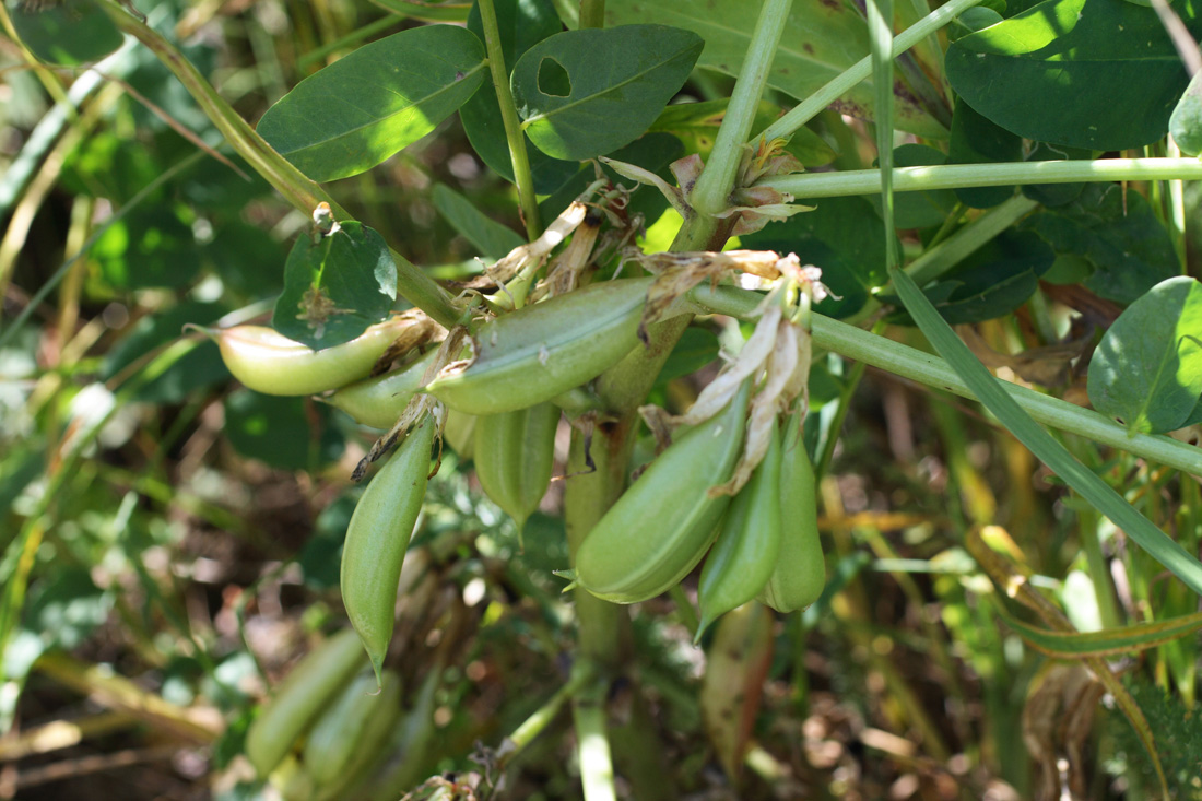 Изображение особи Astragalus tschimganicus.