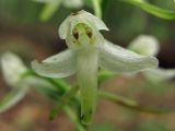 Platanthera × hybrida. Цветок. Горный Крым, ур. Курлюк-Баш. 17 июля 2011 г.