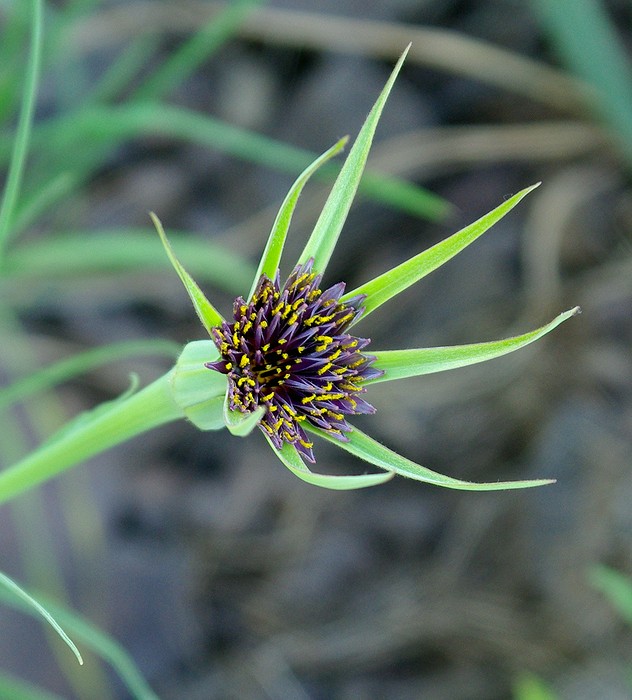 Image of Tragopogon porrifolius ssp. longirostris specimen.