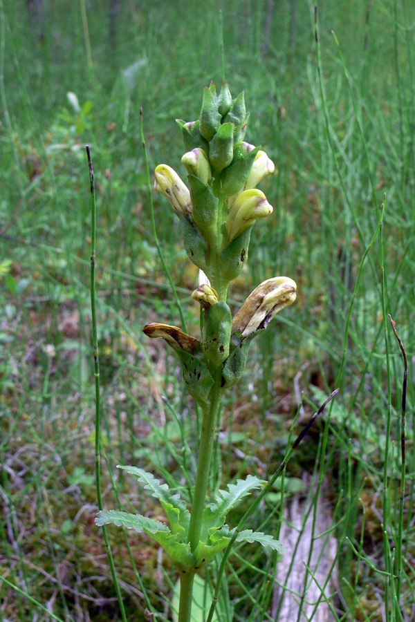 Изображение особи Pedicularis sceptrum-carolinum.