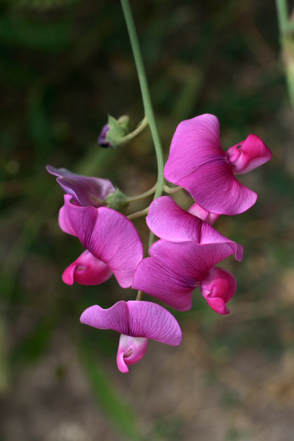 Изображение особи Lathyrus latifolius.