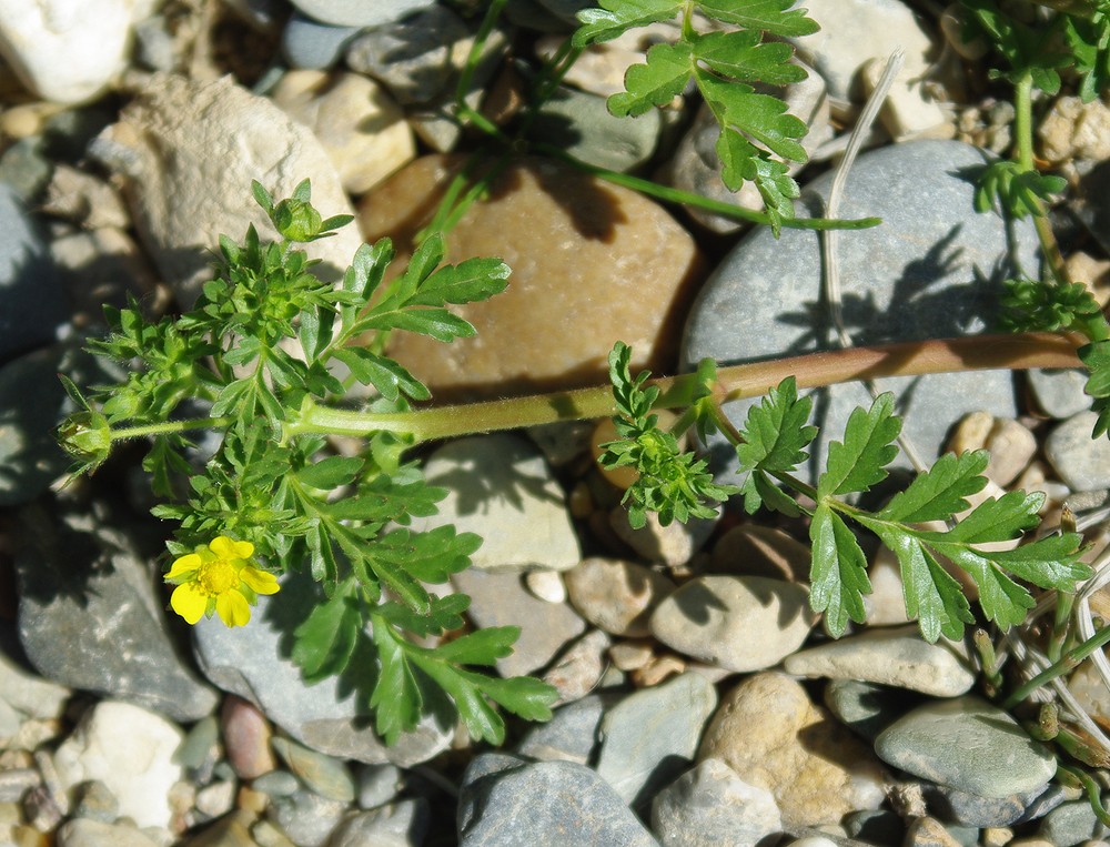 Image of Potentilla supina ssp. paradoxa specimen.