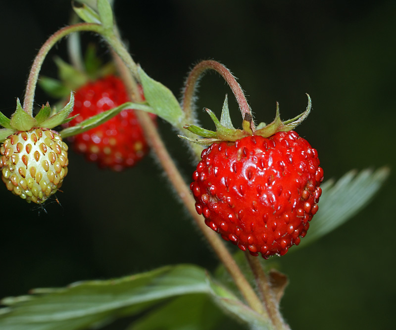 Image of Fragaria vesca specimen.