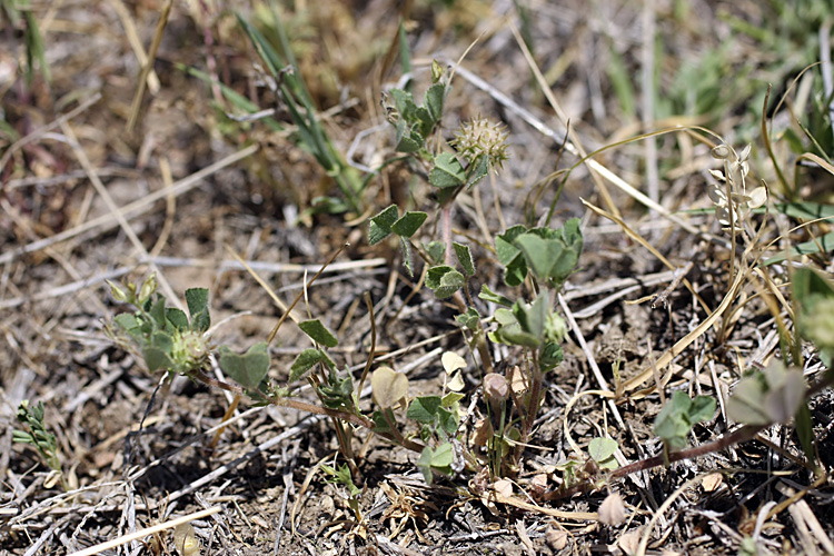 Image of Medicago minima specimen.