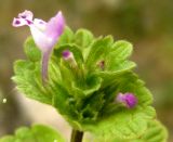 Lamium amplexicaule