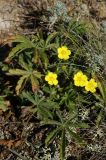 Potentilla humifusa