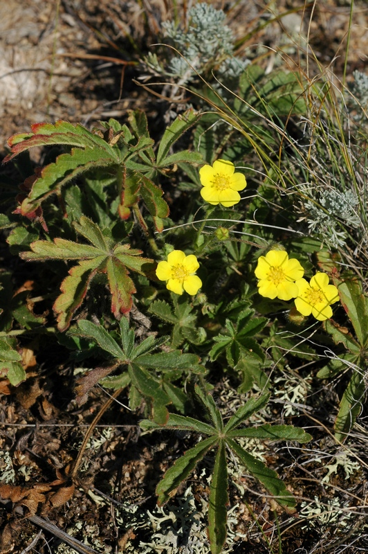 Image of Potentilla humifusa specimen.