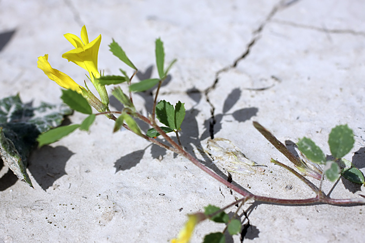 Image of Trigonella grandiflora specimen.