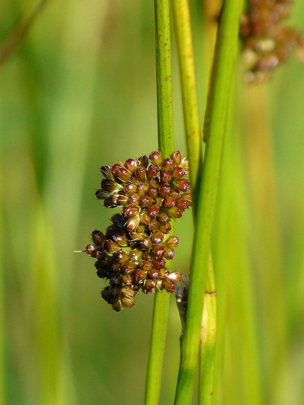 Изображение особи Juncus conglomeratus.