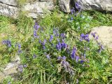 Aconitum firmum