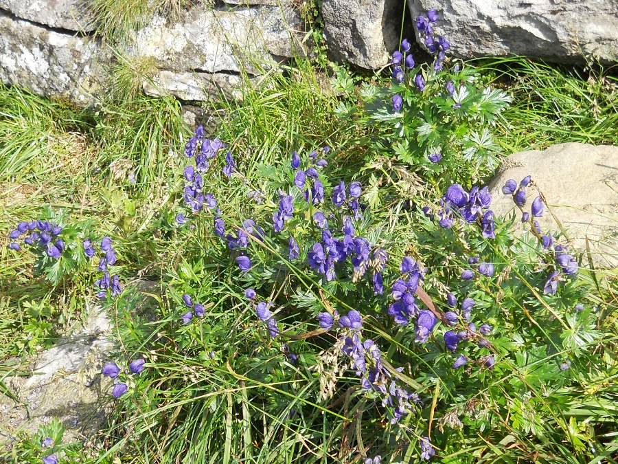 Изображение особи Aconitum firmum.