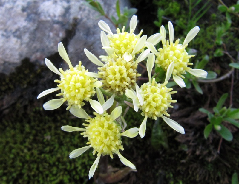 Изображение особи Petasites radiatus.