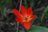 Tulipa praestans