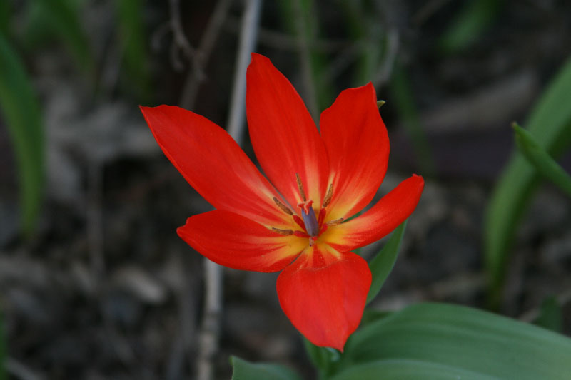 Image of Tulipa praestans specimen.