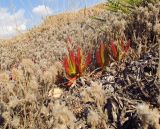 genus Carpobrotus. Вегетирующие растения. Израиль, Шарон, г. Герцлия, высокий берег Средиземного моря. 17.08.2011.