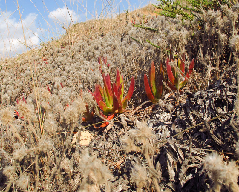 Изображение особи род Carpobrotus.