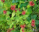 Monarda didyma